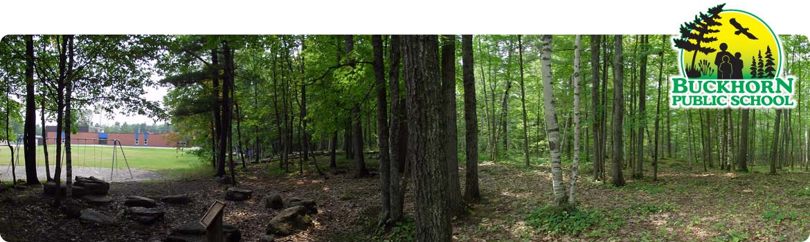 This is a picture of our school yard forest.